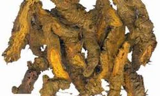 Hoàng liên: điều vị, ích đởm